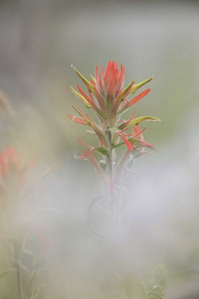 CO, Pike NF Indian paintbrush in foggy meadow